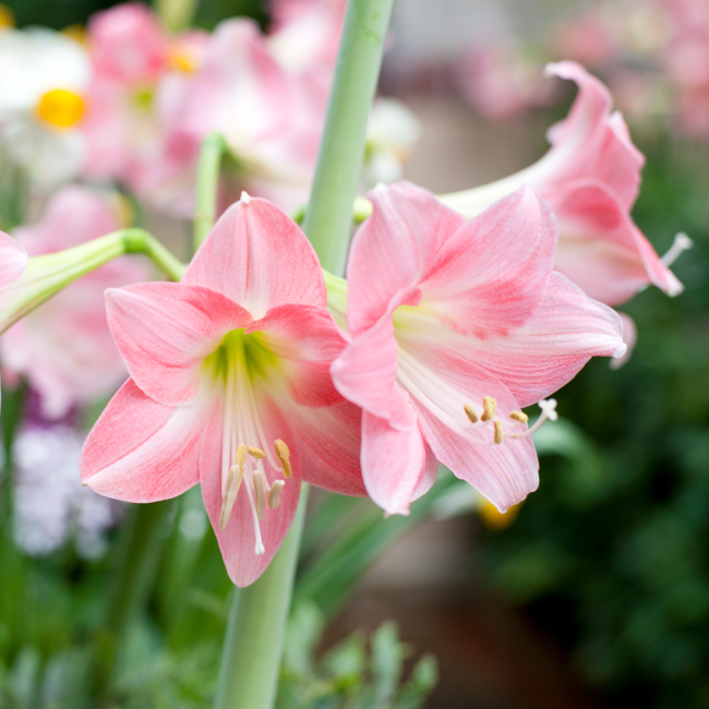 Forever in bloom