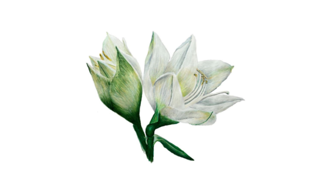 Jolly Wild amaryllis