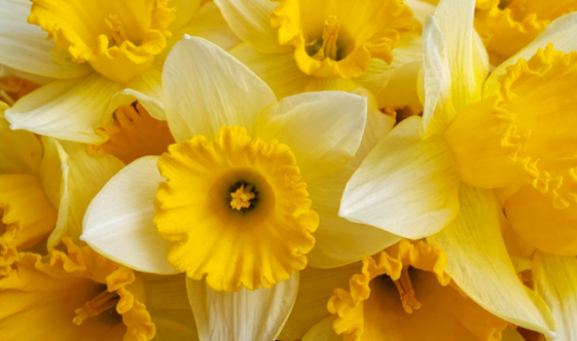 Daffodils St David's