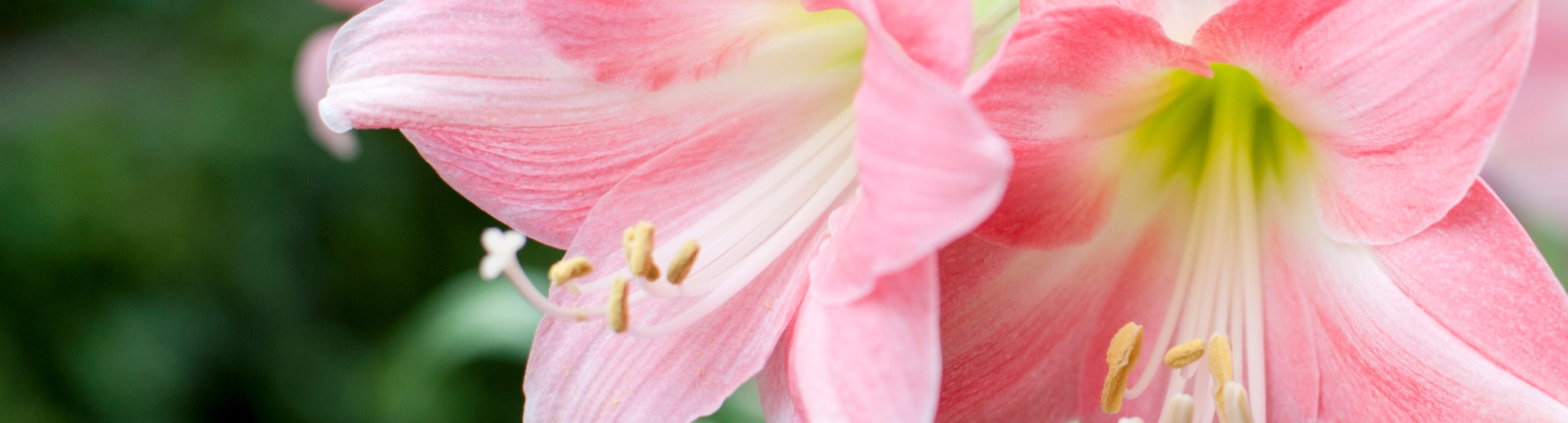 Forever in bloom