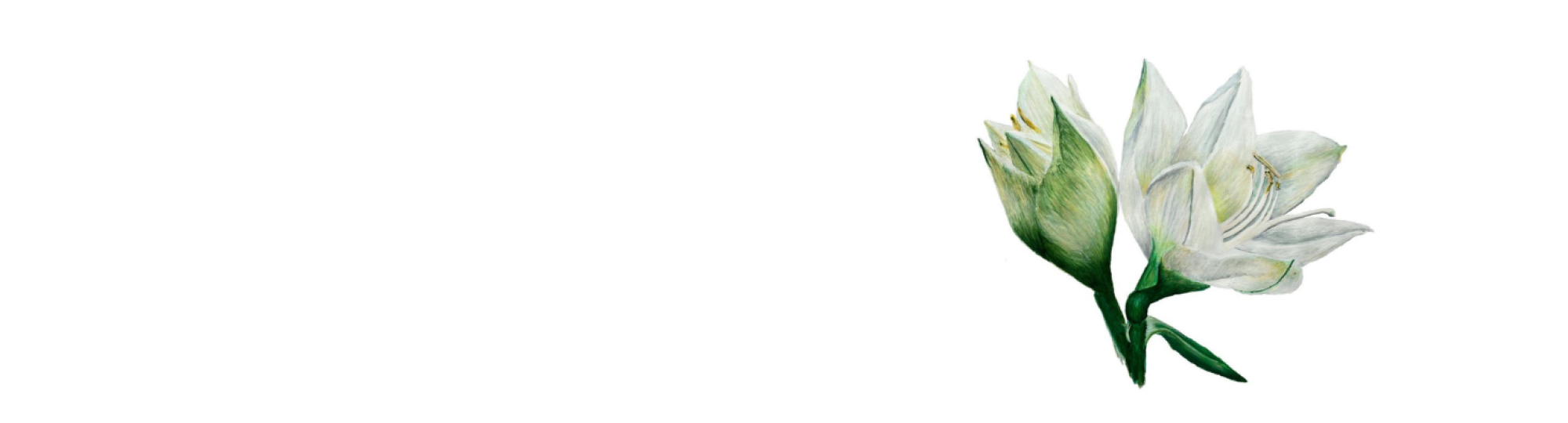 Jolly Wild amaryllis