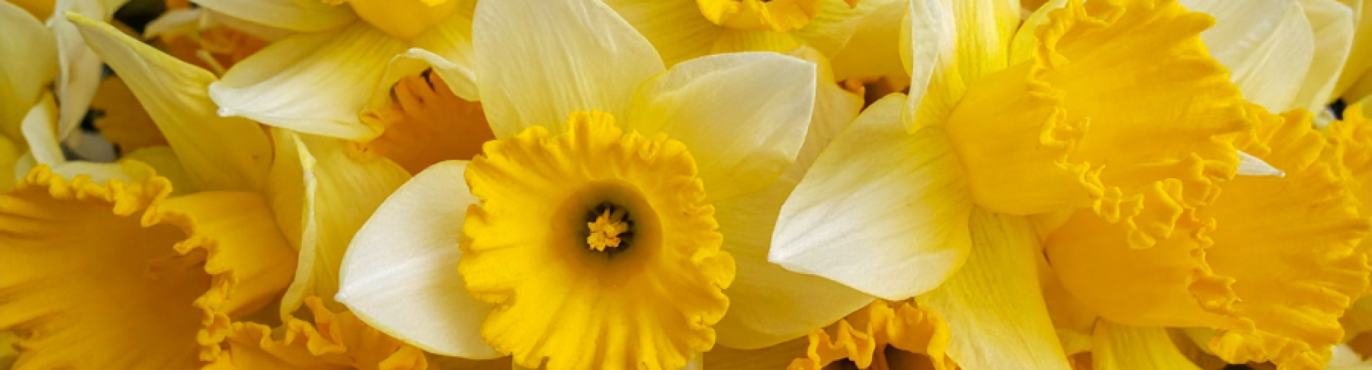 Daffodils St David's