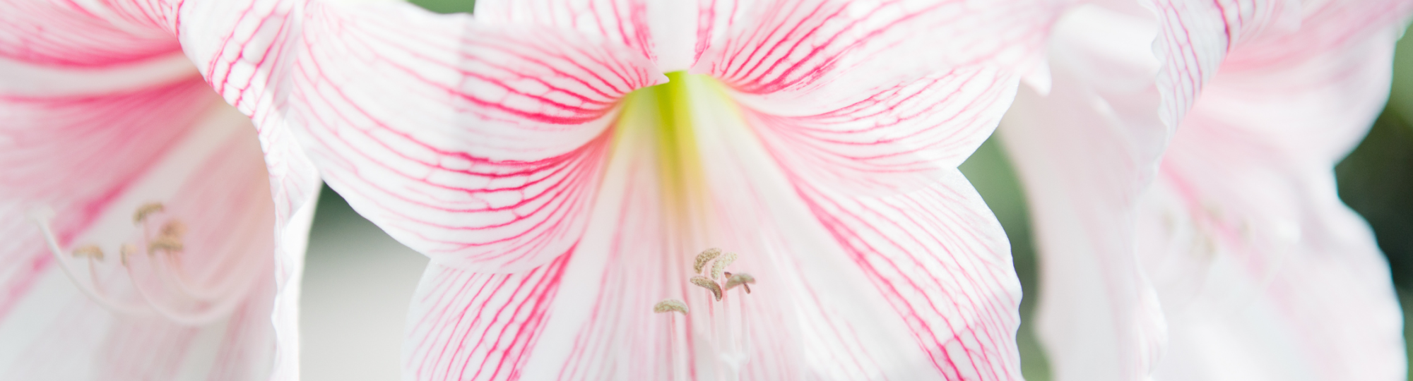 Amaryllis Images  2023