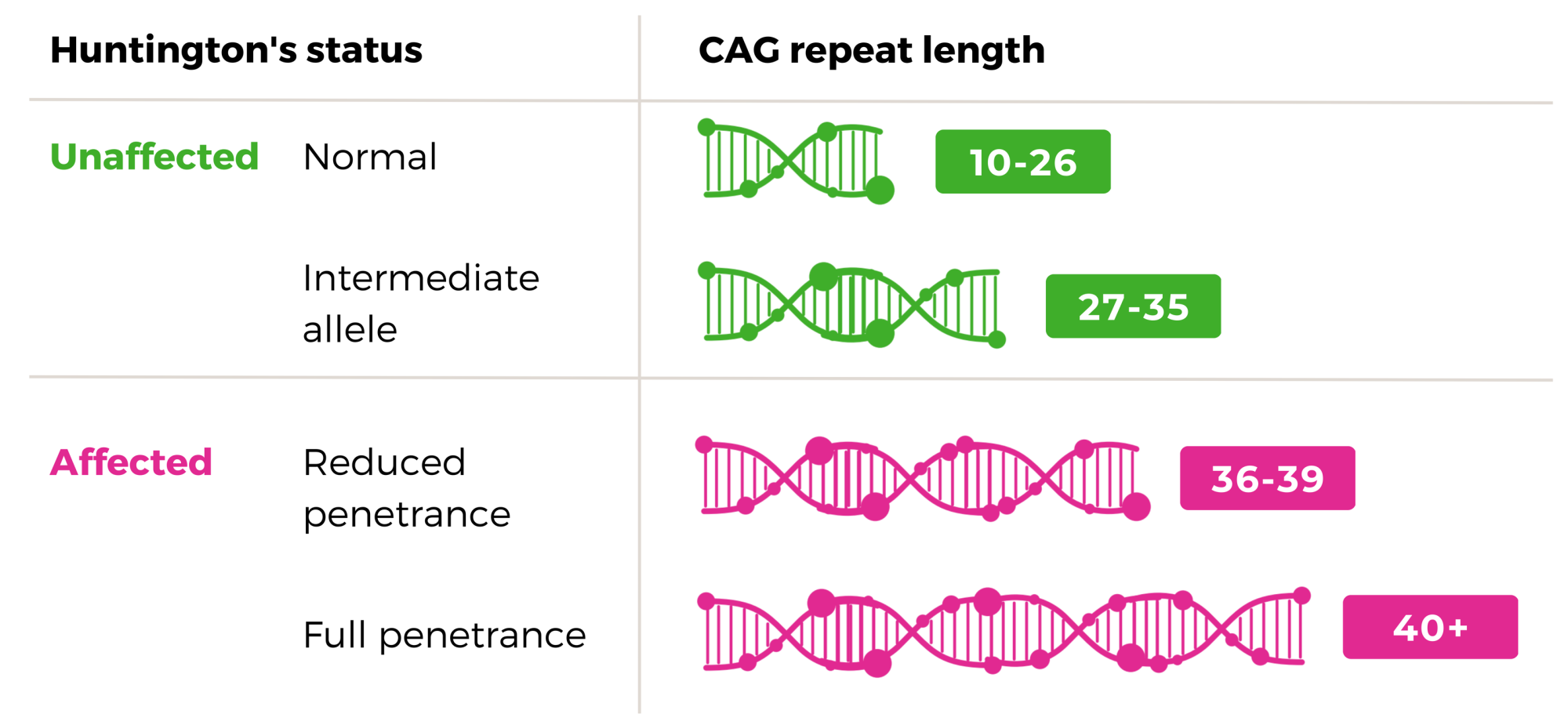 CAG repeats